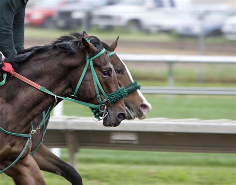 The Best Sites for Free and Paid Streams of Horse Racing .